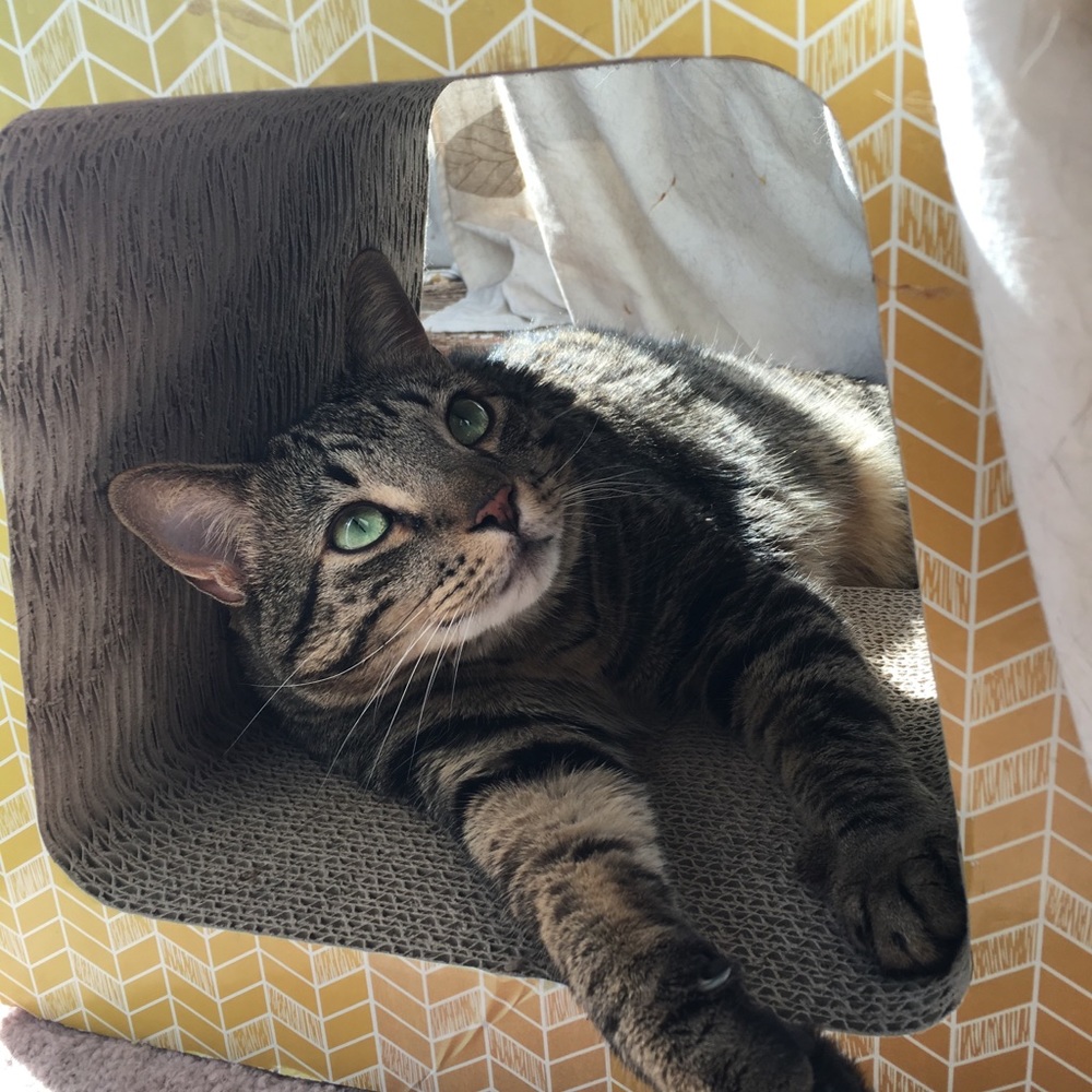 Meet your Posher, Margo